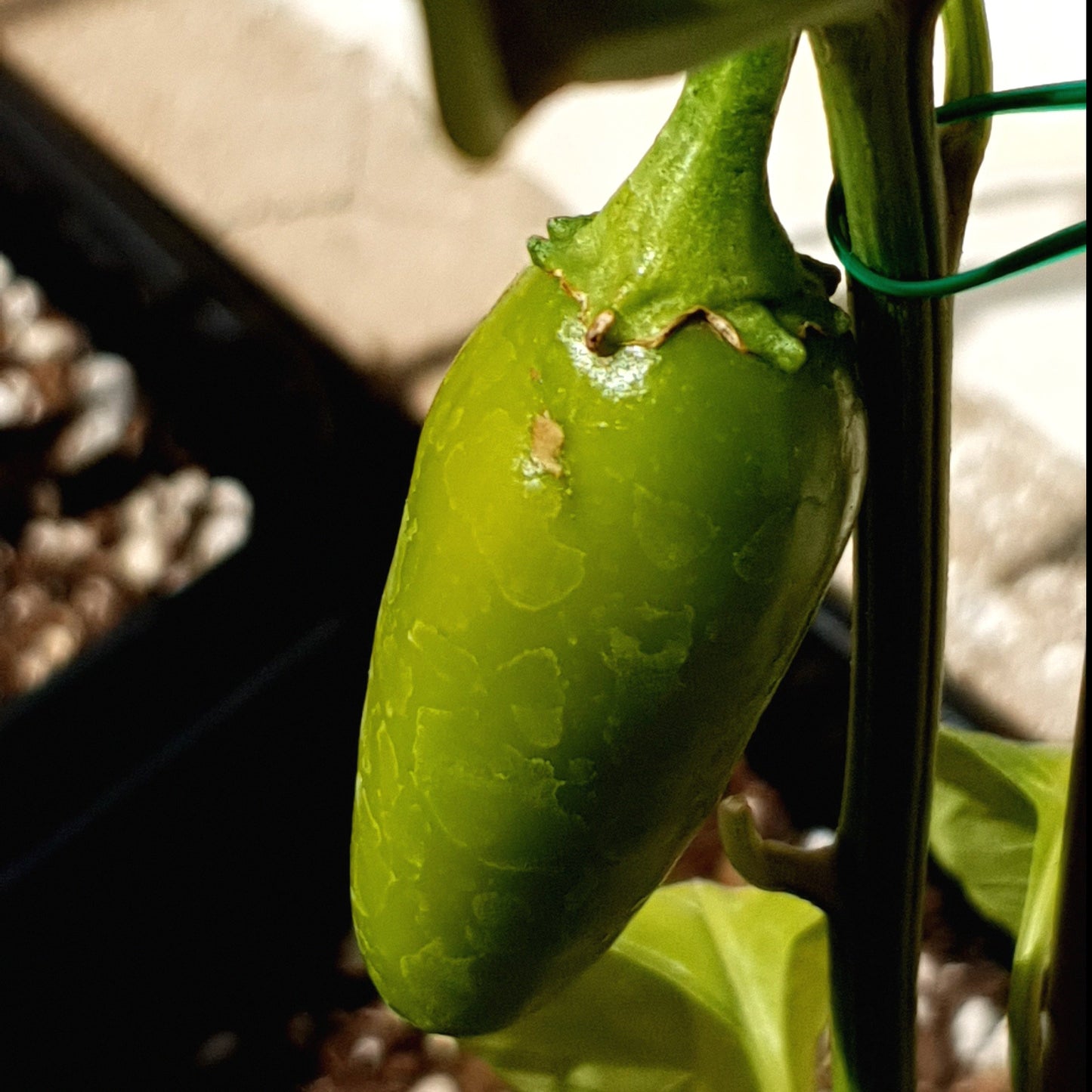 rüne Jalapeno Jaloro Frucht am Strauch