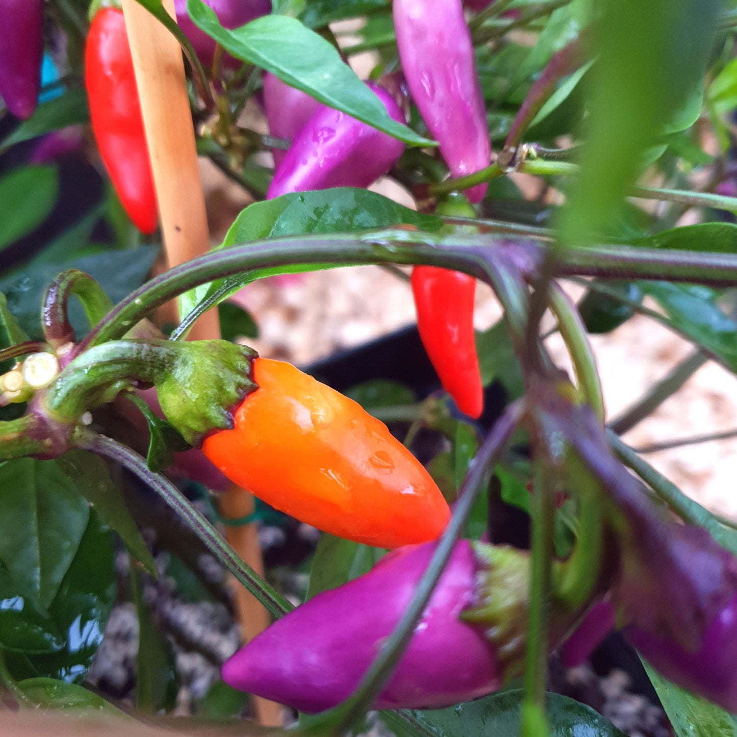 verschieden farbige Früchte der Jalapeno multicolor am Strauch