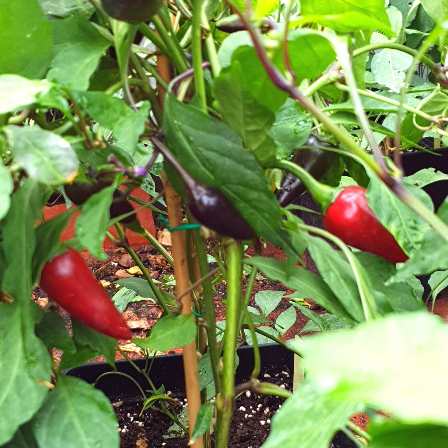 Purple Jalapeno Früchte am Strauch