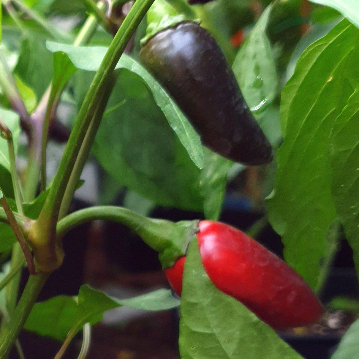 rote und lilafarbene Früchte am Purple Jalapeno Strauch