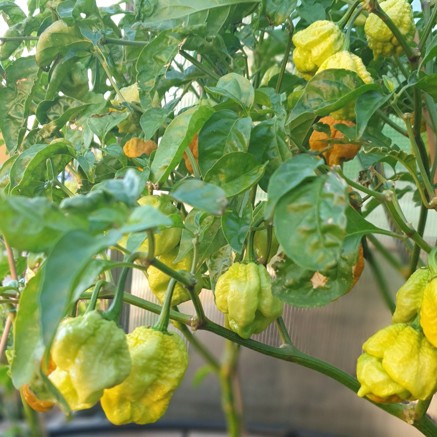 reife Früchte Carolina Reaper Gold am Strauch