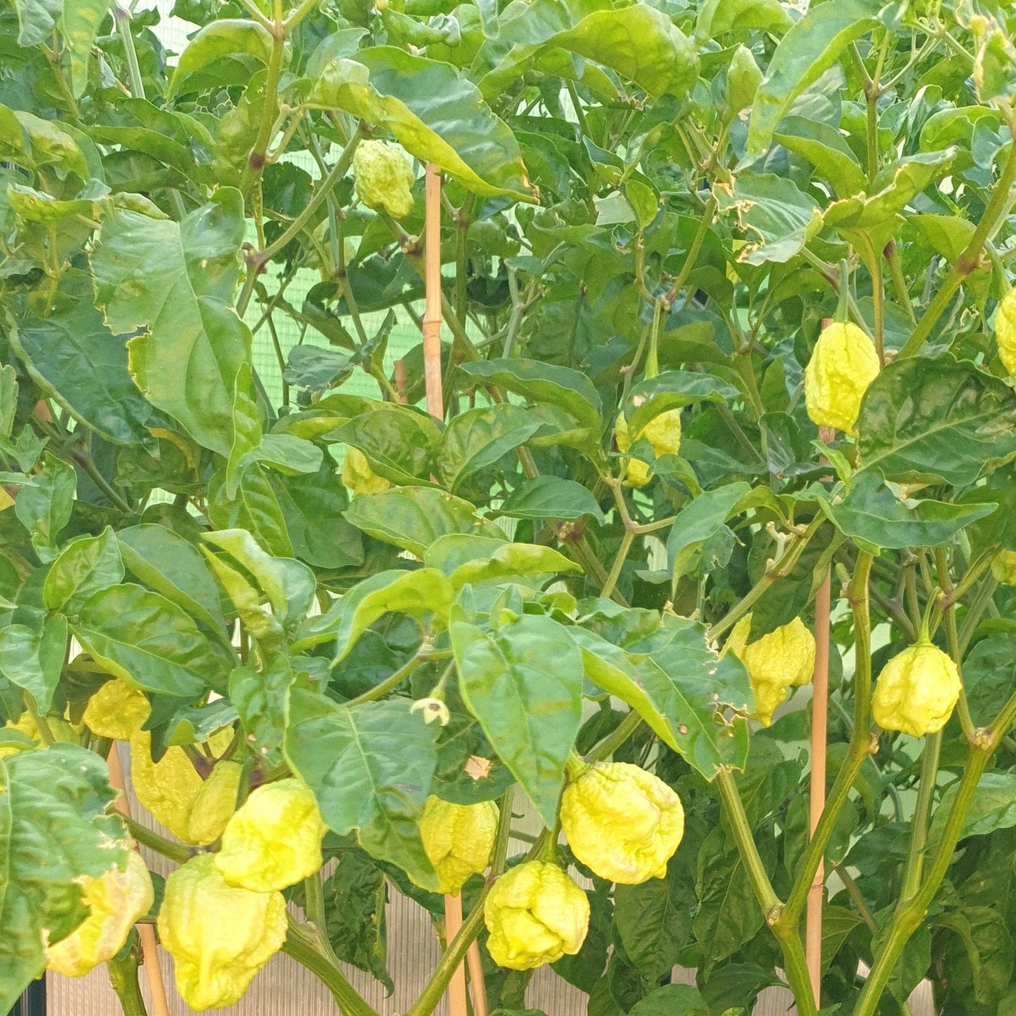Carolina Reaper gold Früchte am Strauch