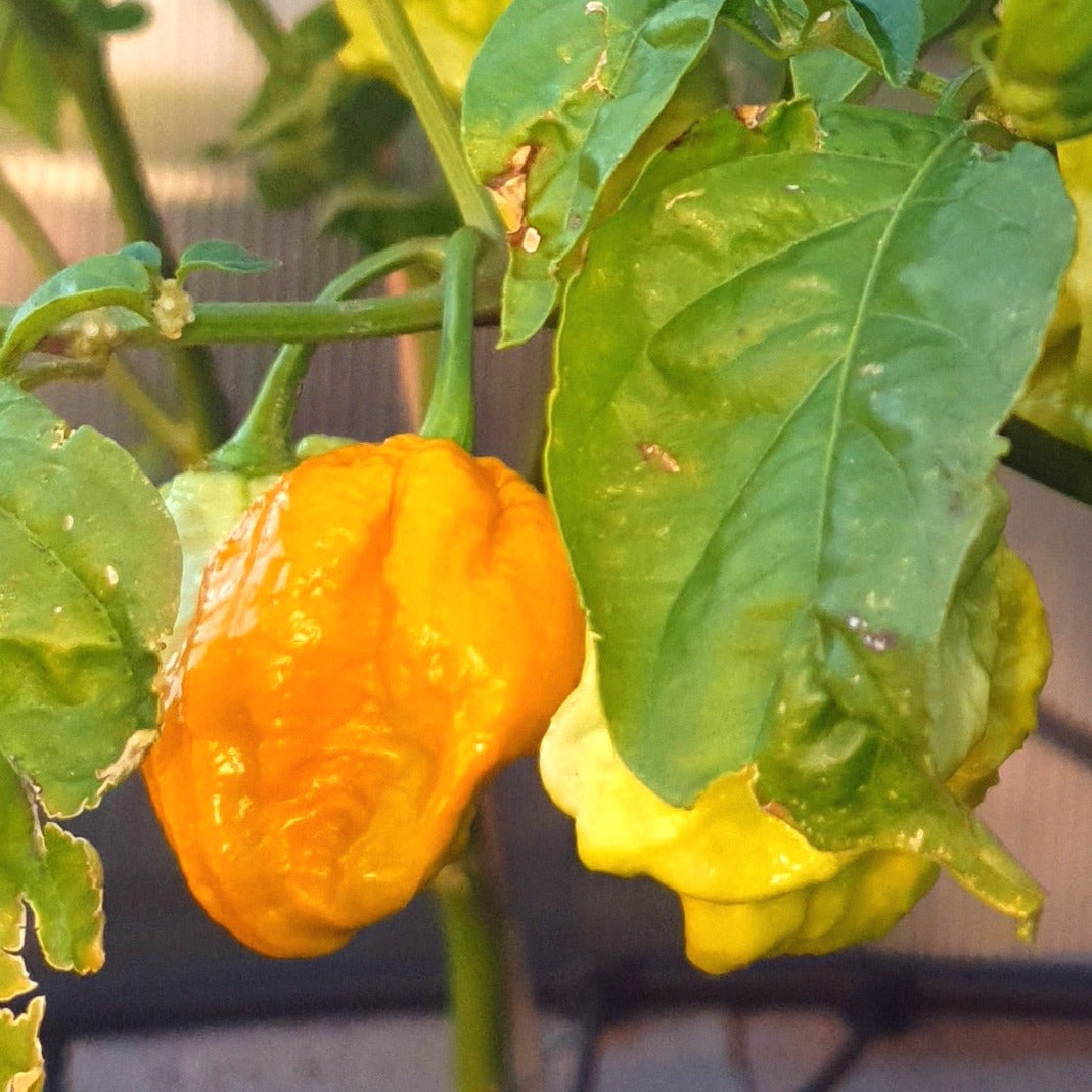 gelbe Früchte Carolina Reaper gold am Strauch