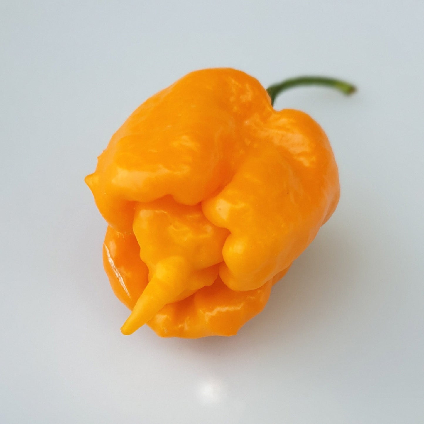 Trinidad Escorpión Amarillo - 10 semillas de chile