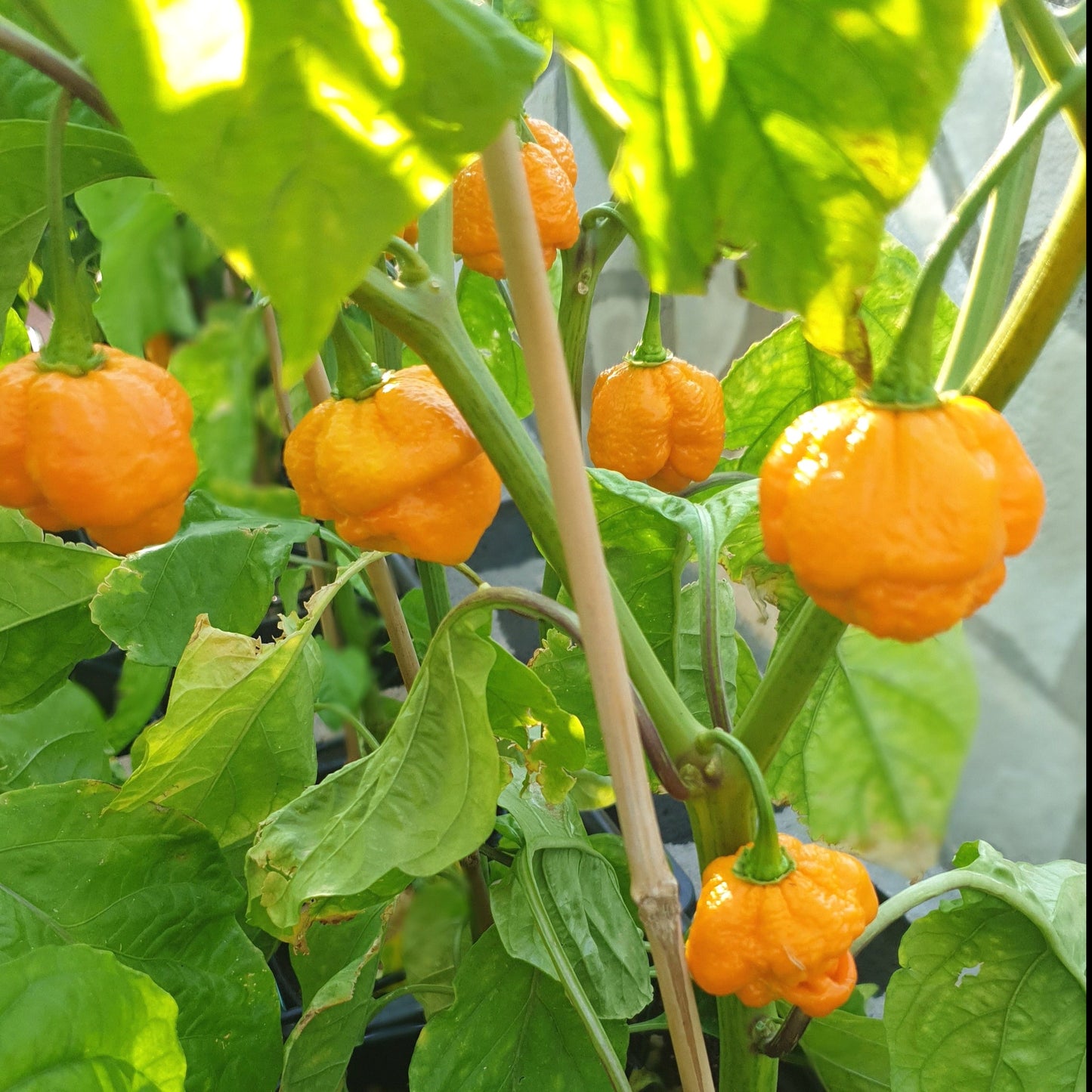 Trinidad Escorpión Amarillo - 10 semillas de chile