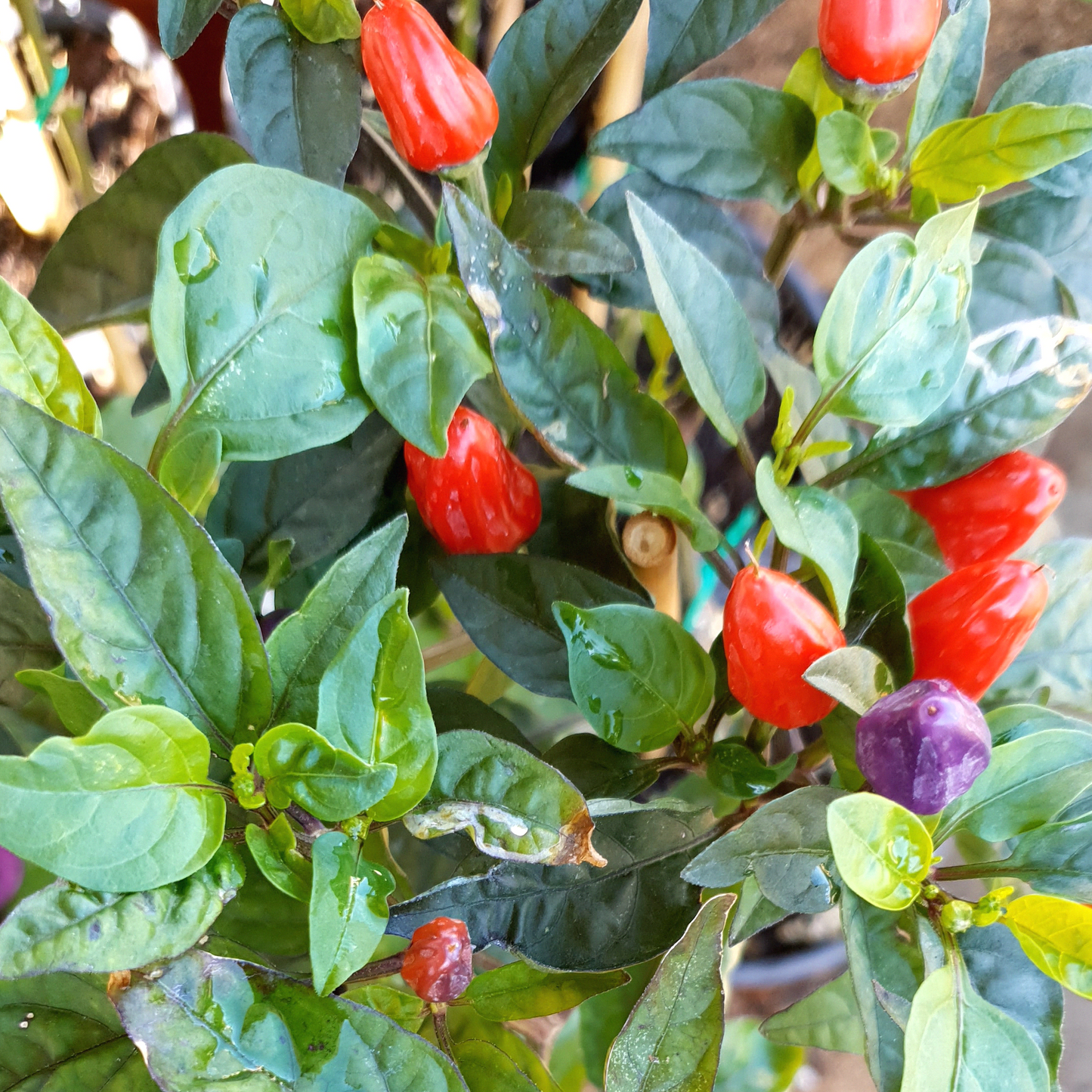 Trinidad Purple Coffee - 10 chili seeds