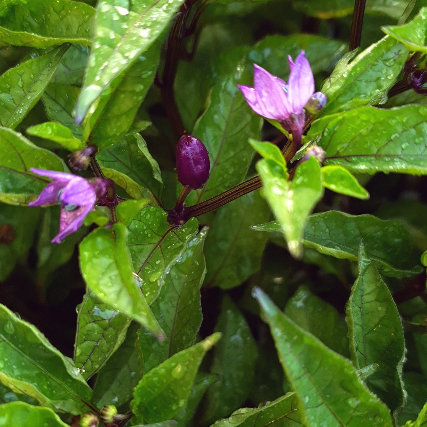 Trinidad Purple Coffee - 10 chili seeds