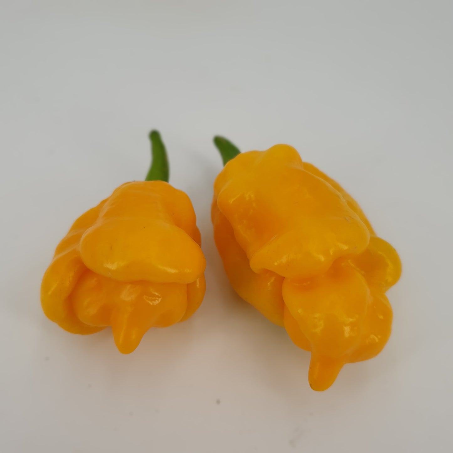 2 gelbe Trinidad Scorpion Butch T yellow Früchte