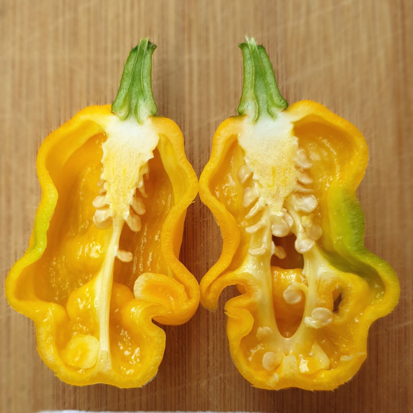 aufgeschnittene Frucht der gelben Trinidad Scorpion Butch T Chilisorte