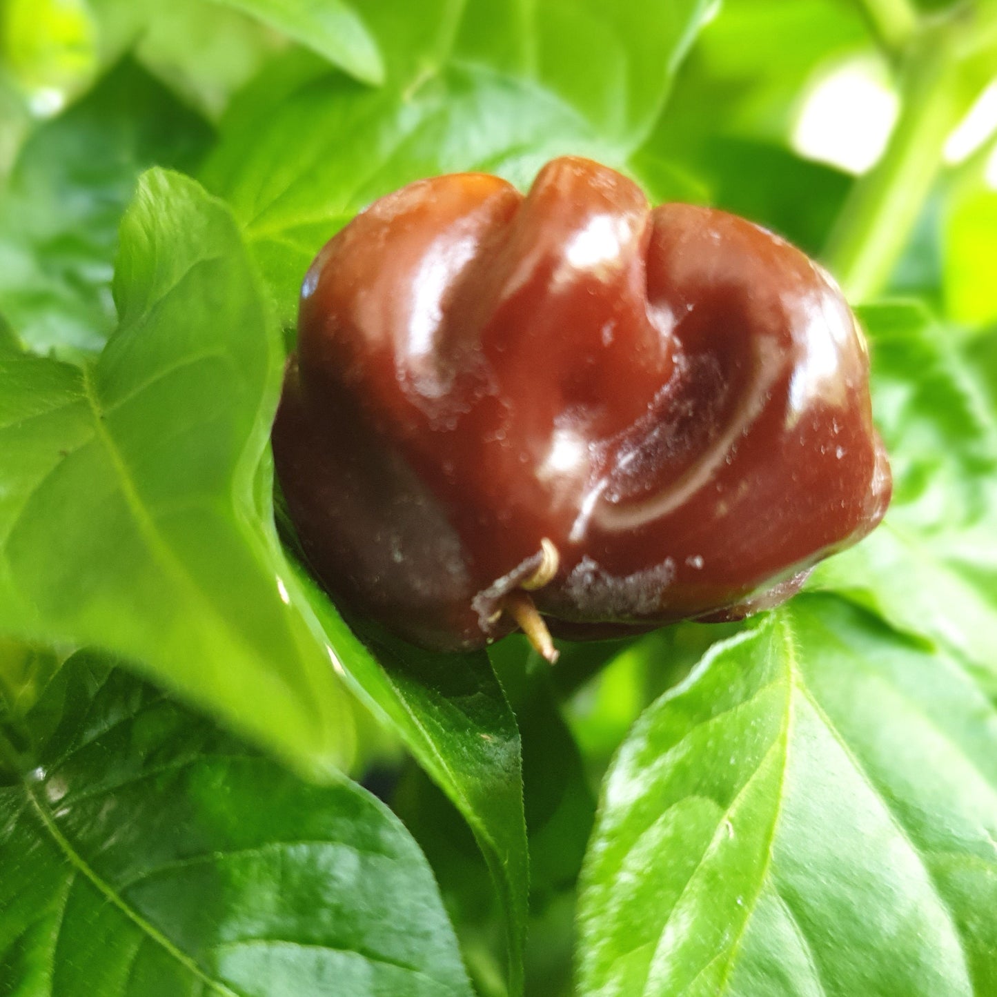 Frucht Trinidad Scorpion chocolate zwischen Blättern