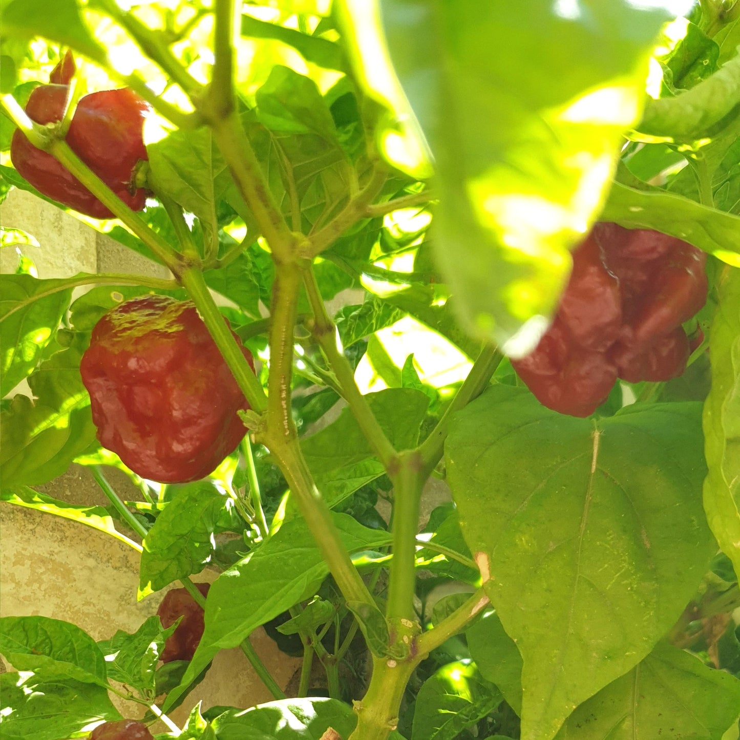 Trinidad Scorpion chocolate Früchte am Strauch