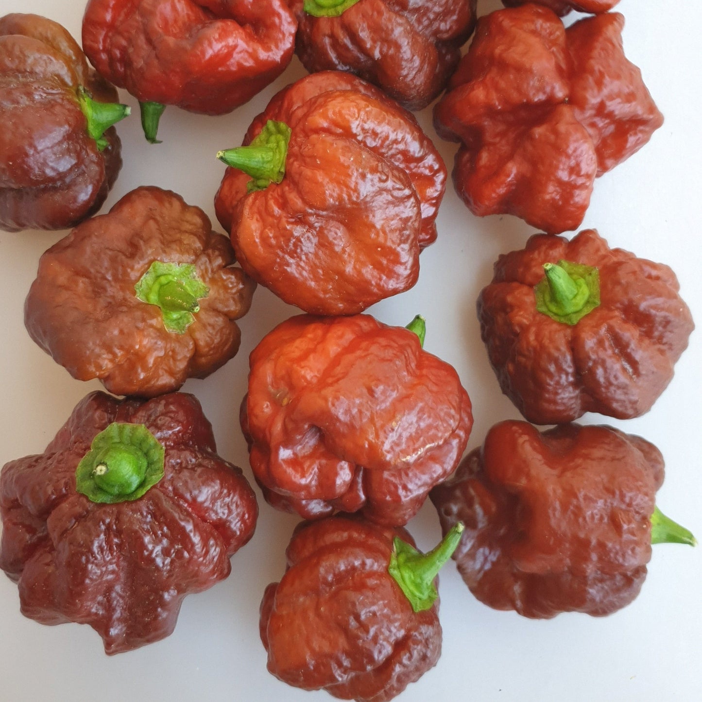 11 schokobraune Trinidad Scorpion chocolate Chilifrüchte
