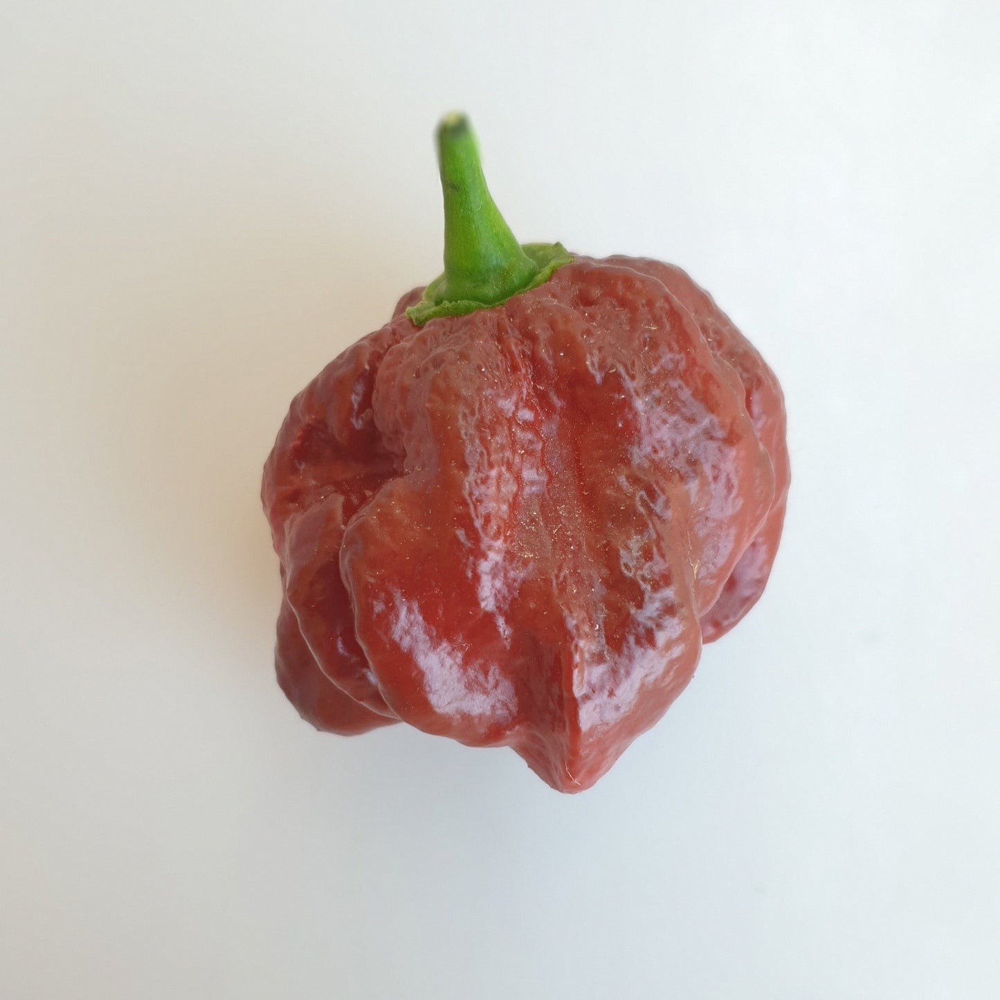 einzelne Trinidad Scorpion chocolate Frucht