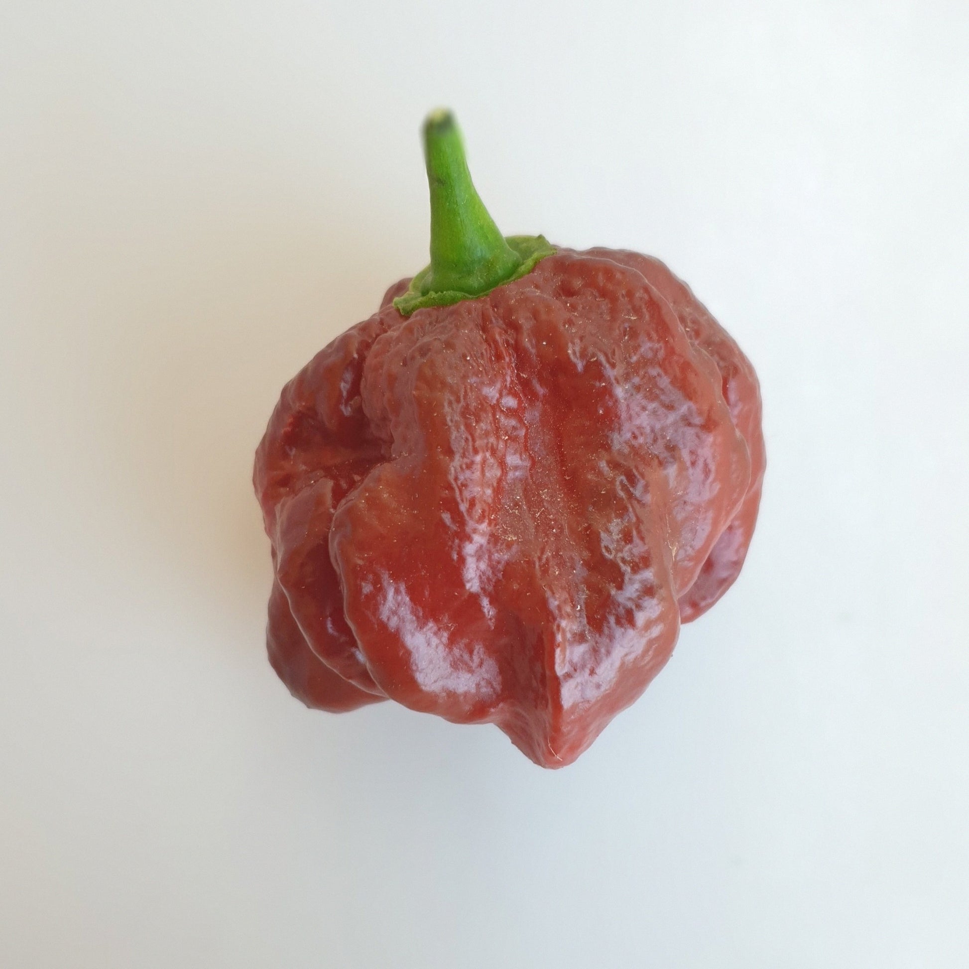 einzelne Trinidad Scorpion chocolate Frucht