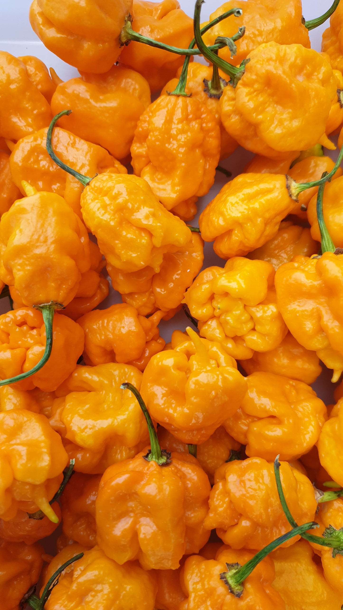 Trinidad Escorpión Amarillo - 10 semillas de chile