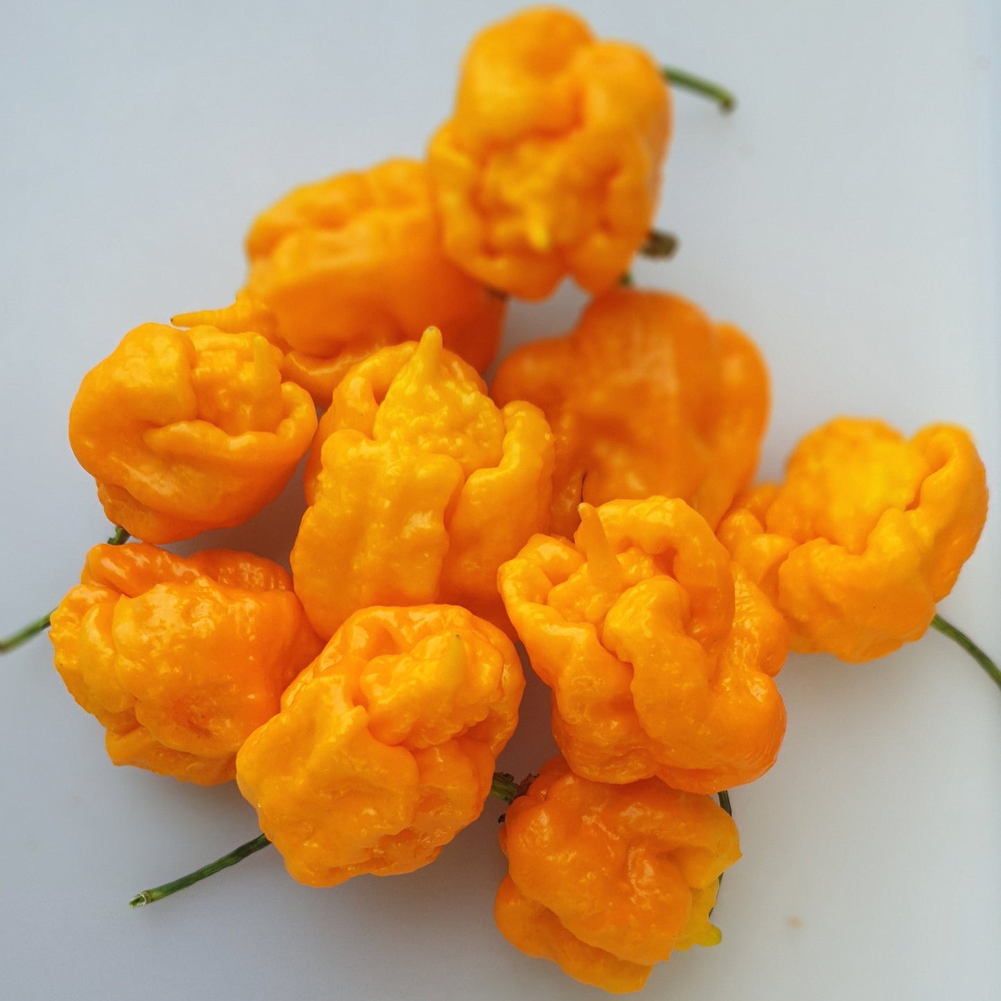 Trinidad Escorpión Amarillo - 10 semillas de chile