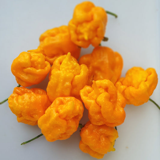 Trinidad Scorpion Yellow - 10 chili seeds