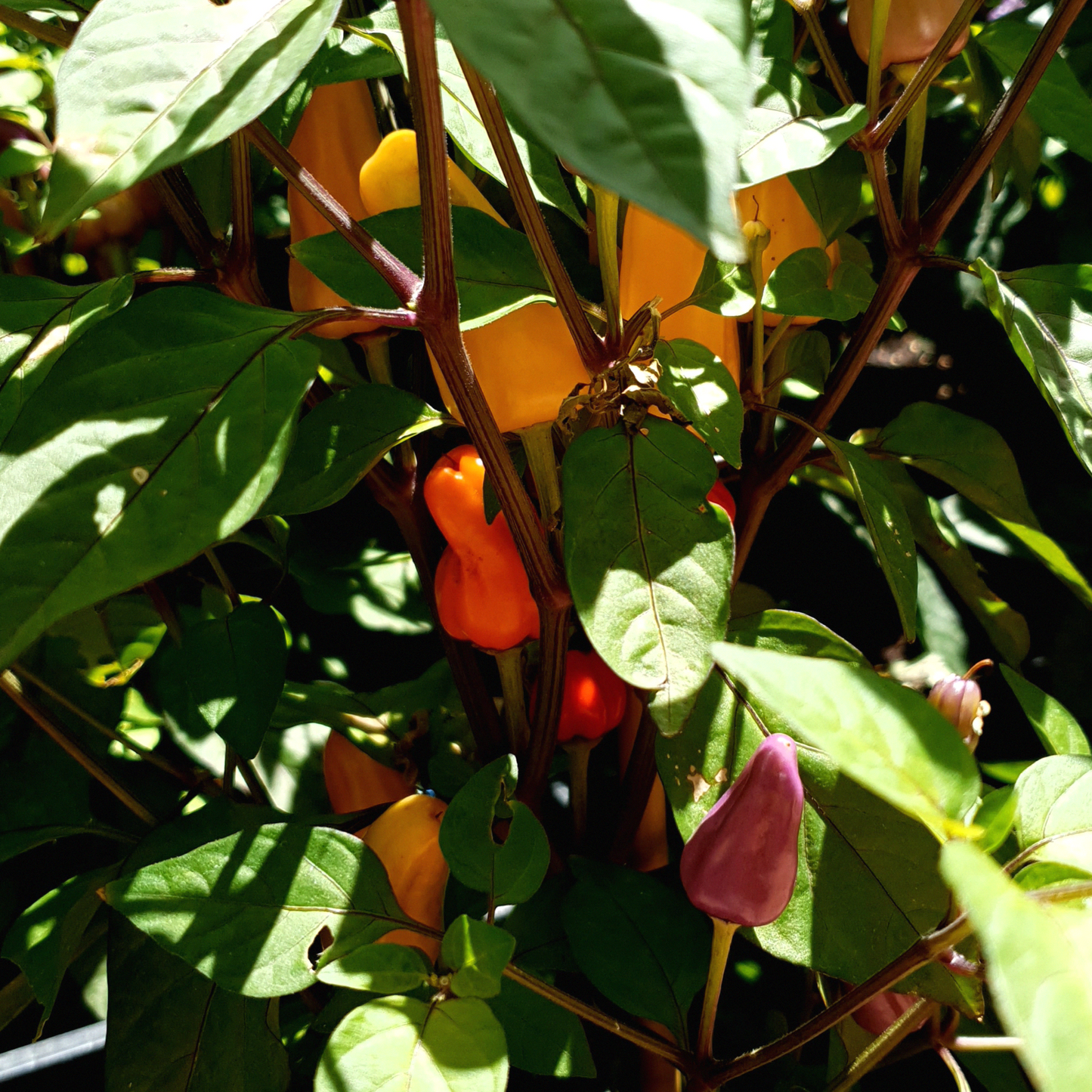 Trinidad Purple Coffee - 10 chili seeds