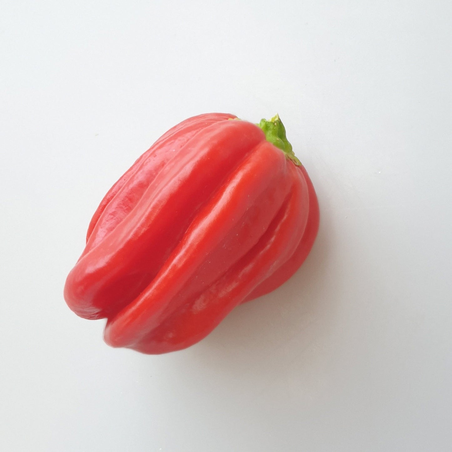 einzelne rote Tropical Habanero Frucht