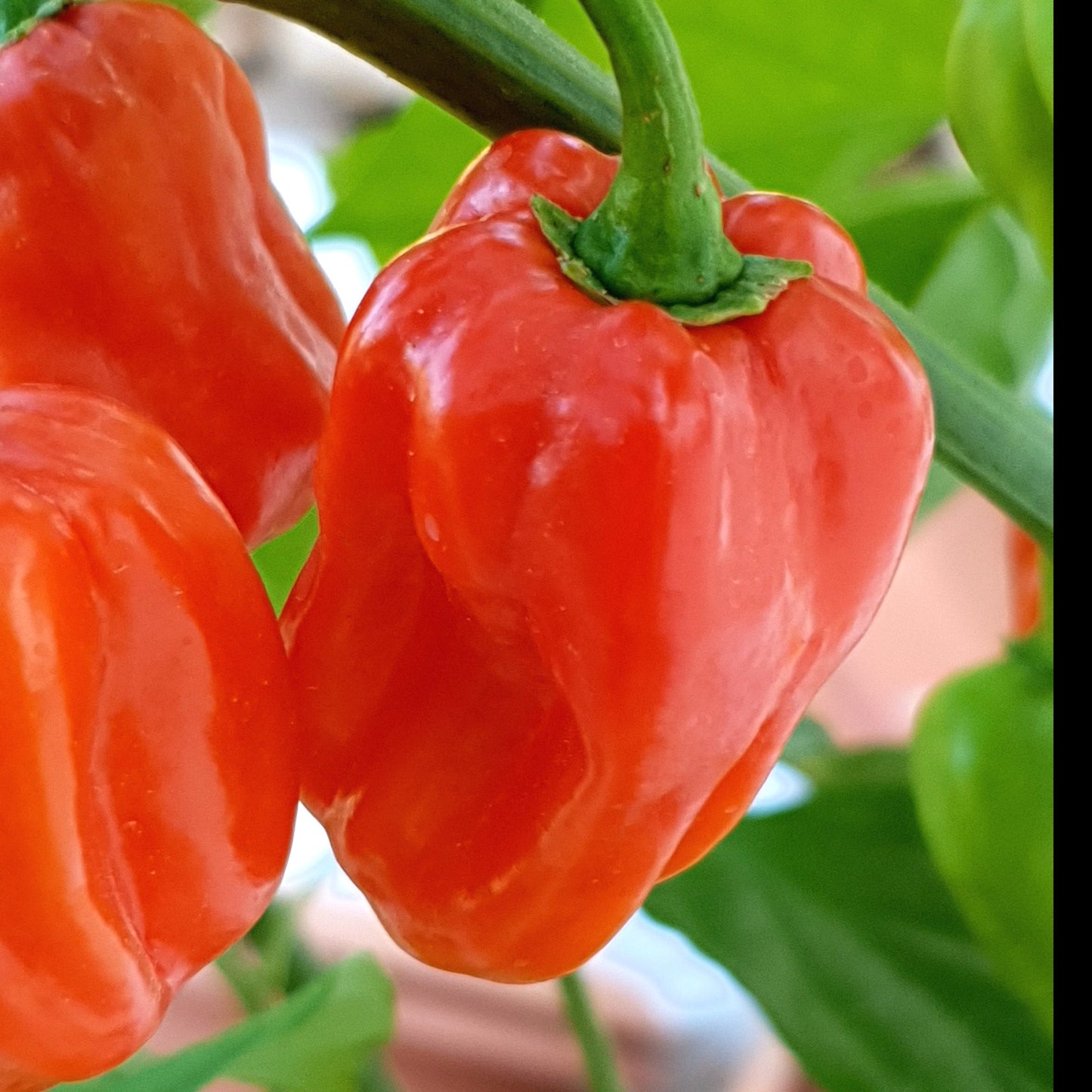 rote Tropical Habanero Früchte am Strauch