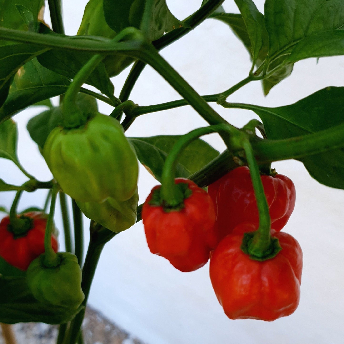 grüne und rote Früchte der Tropical Habanero Chili am Strauch