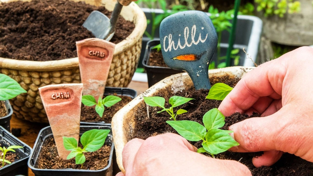 Schritt für Schritt Anleitung zum erfolgreichen Anbau von Chilis im eigenen Garten