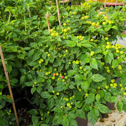 Charapita Roja - 10 semillas de chile