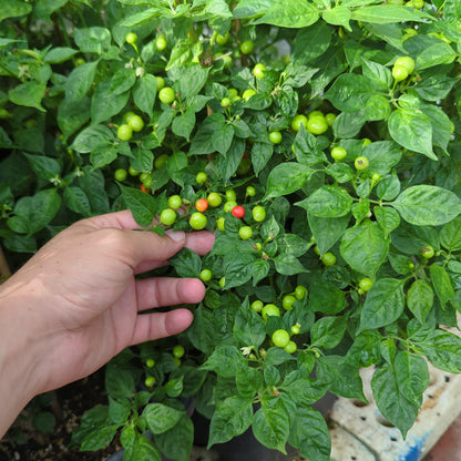 Charapita Roja - 10 semillas de chile