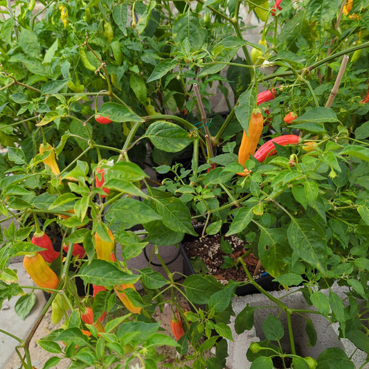 Aji Limanero Blanco - 10 Chilisamen