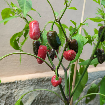 Numex Vaquero - 10 chili seeds