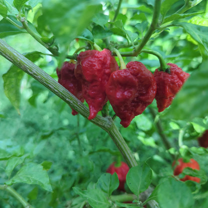 Rote Carolina Reapers an der Pflanze - Chili Planet.com
