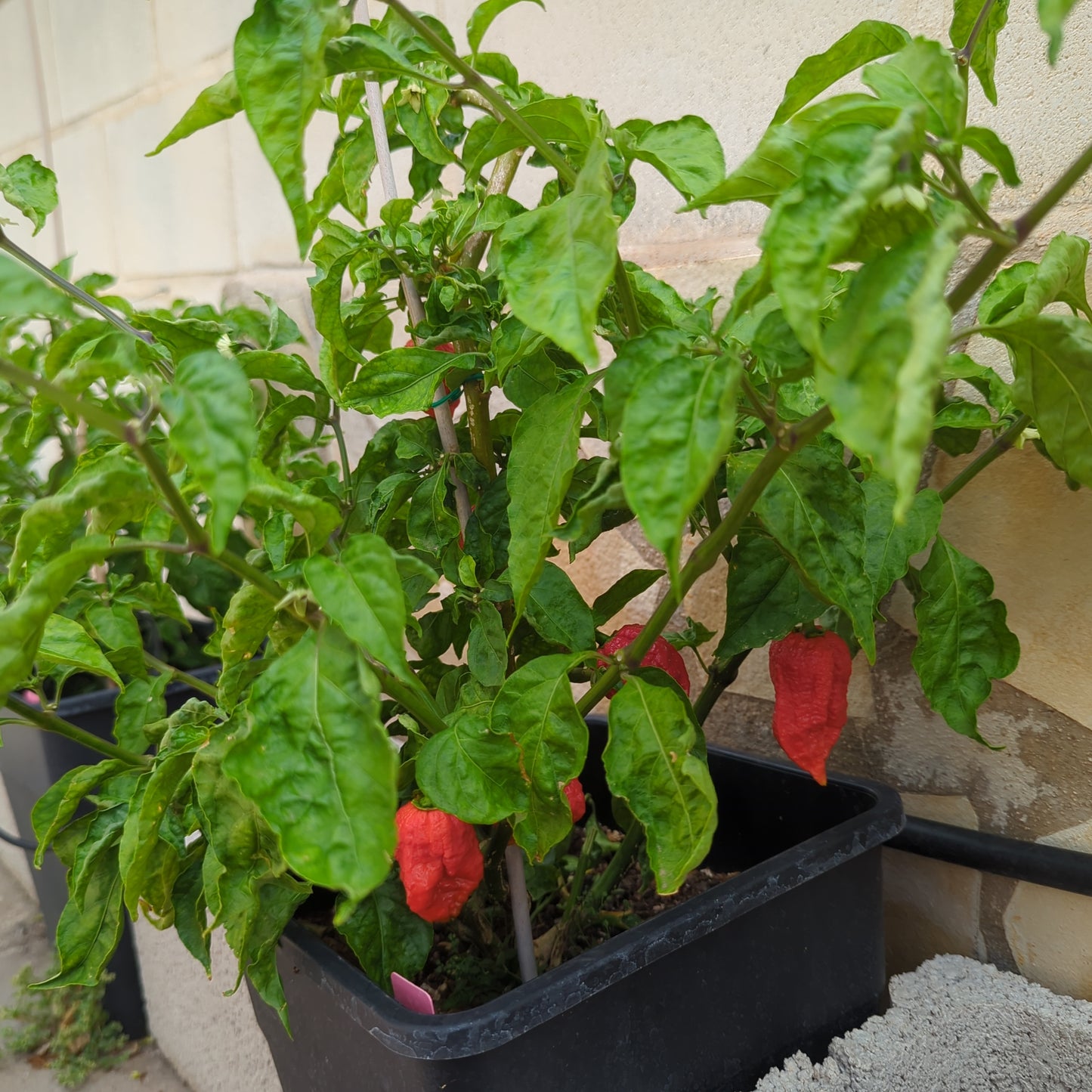 Nagabrain Rojo - 10 semillas de chile