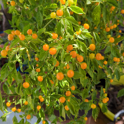 Charapita Orange - 10 Chilisamen