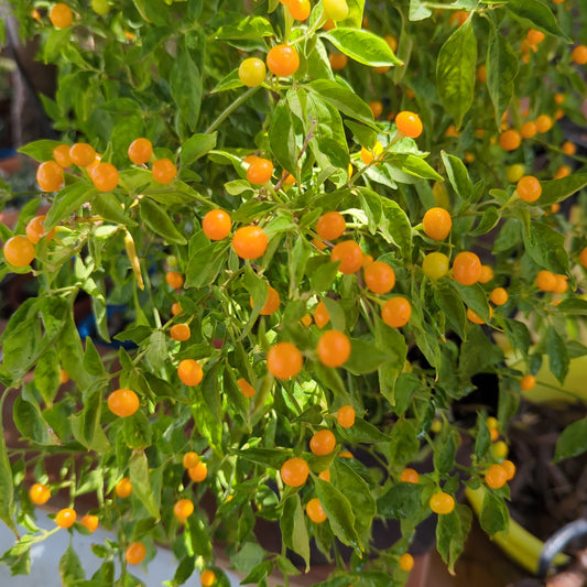 Charapita Naranja - 10 semillas de chile