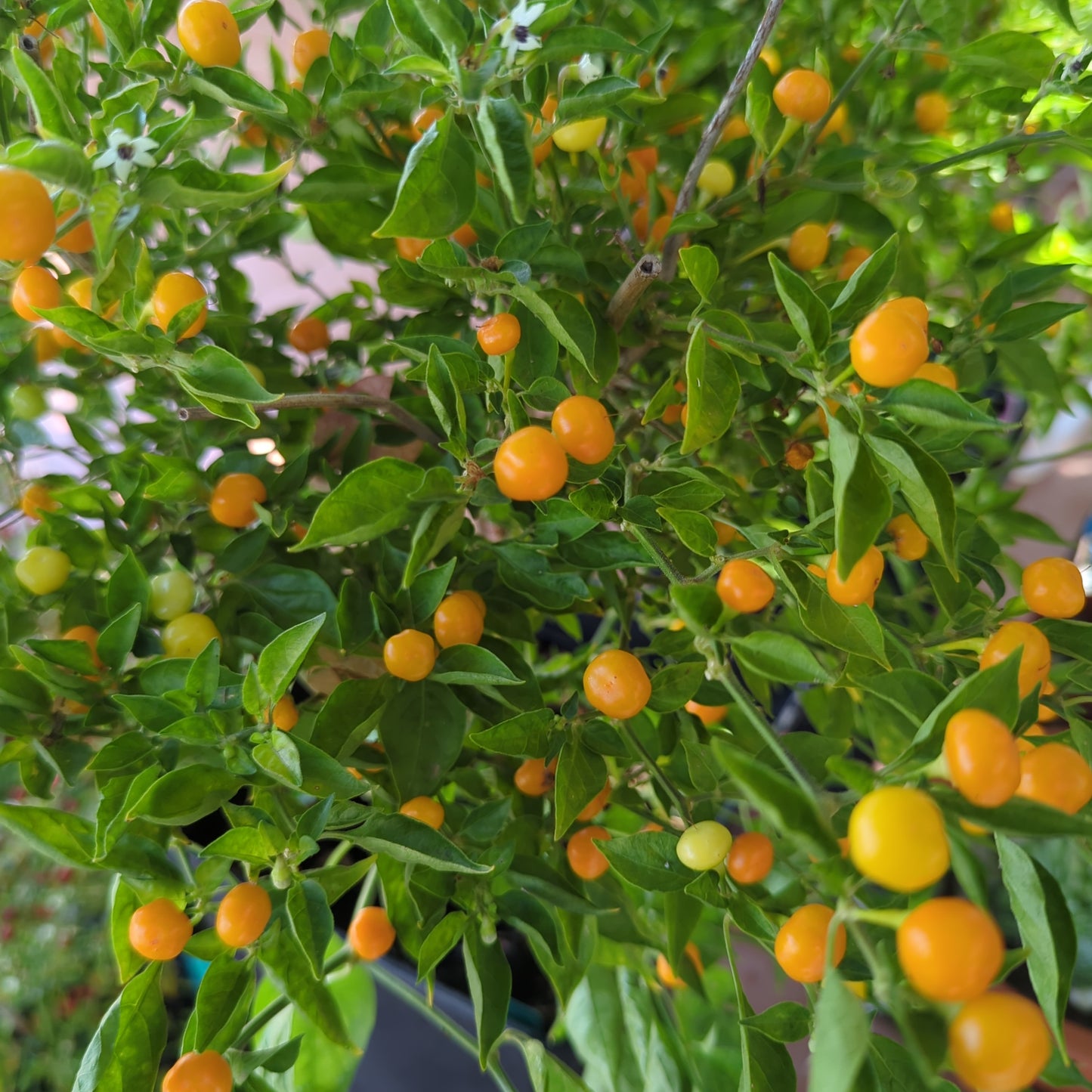 Charapita Orange - 10 Chilisamen