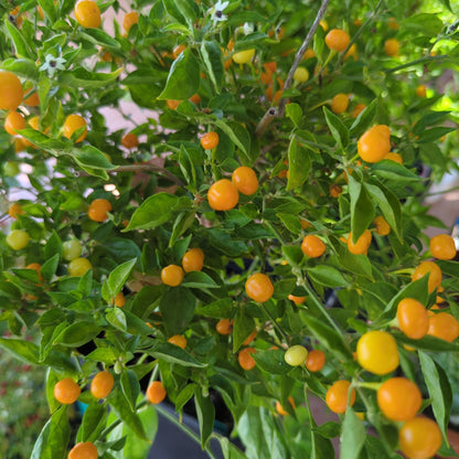 Charapita Orange - 10 chili seeds