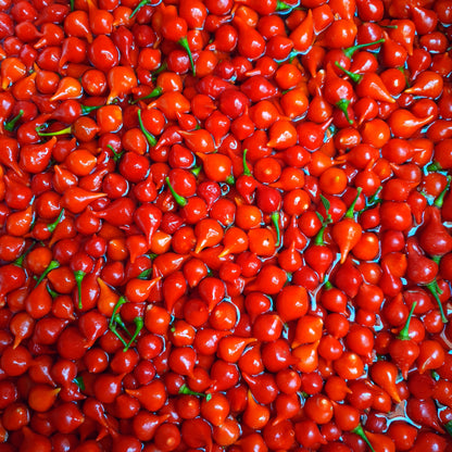 Biquinho Vermelho (Red) - 10 Chilisamen