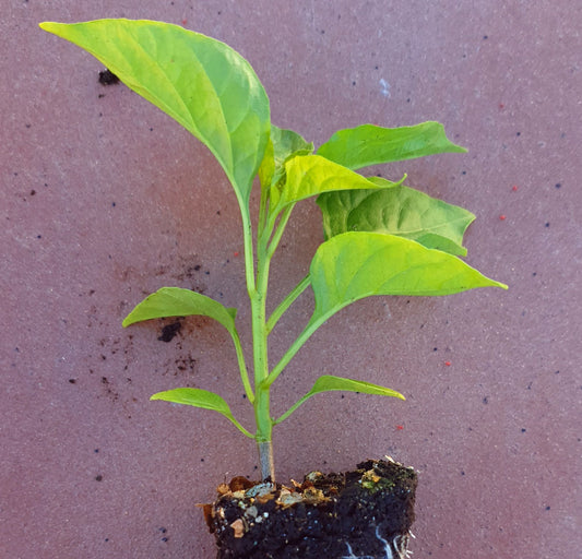 Habanero Ebony Giant 10 chili seeds