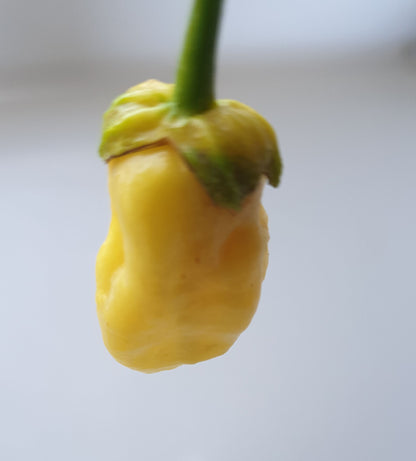 7 Bote Bubblegum amarillo - 10 semillas de chile