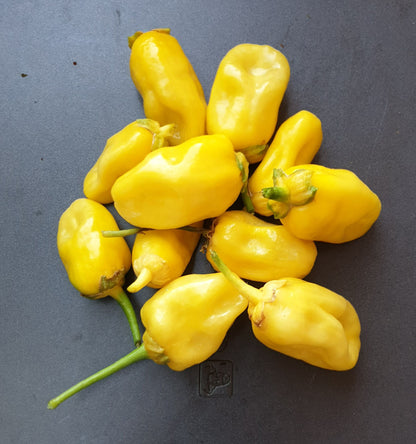 7 Bote Bubblegum amarillo - 10 semillas de chile