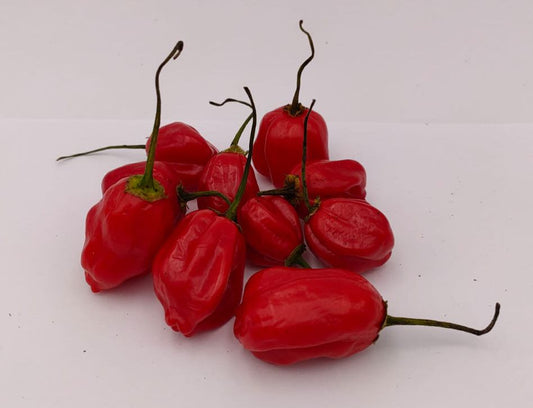 Aji Sorata - 10 chili seeds