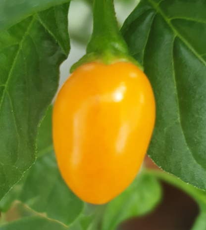 Naranja Ayuyo - 10 semillas de chile