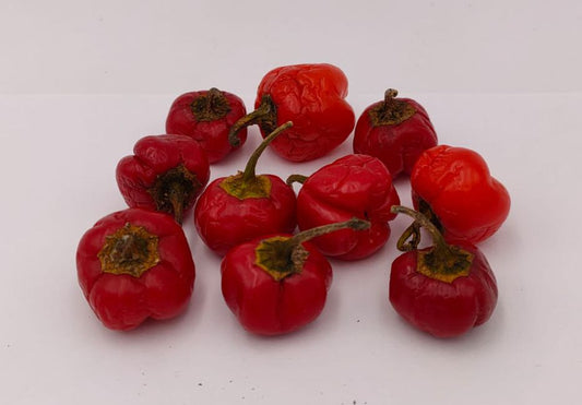 Baby Red - 10 Chilisamen