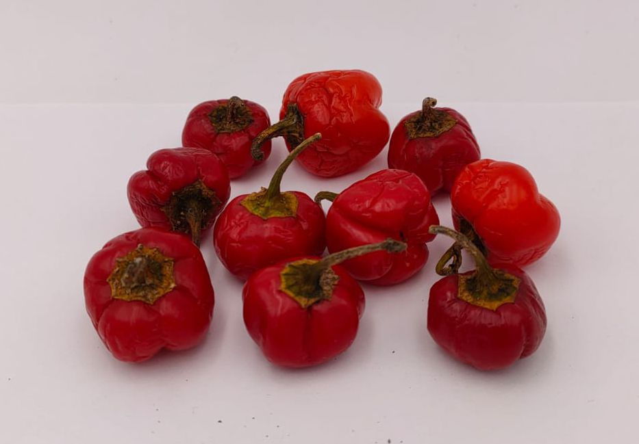 Baby Red - 10 semillas de chile