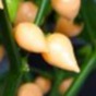 Biquinho Peach - 10 chili seeds 