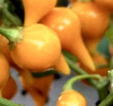 Biquinho Amarillo - 10 semillas de chile