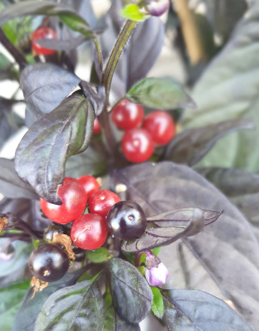 Black Pearl - 10 chili seeds