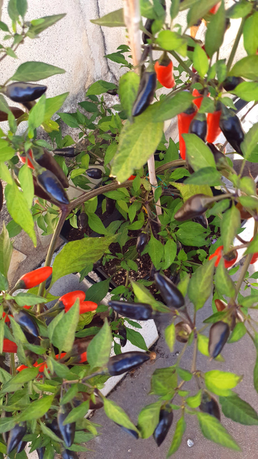 Black'n Red - 10 semillas de chile