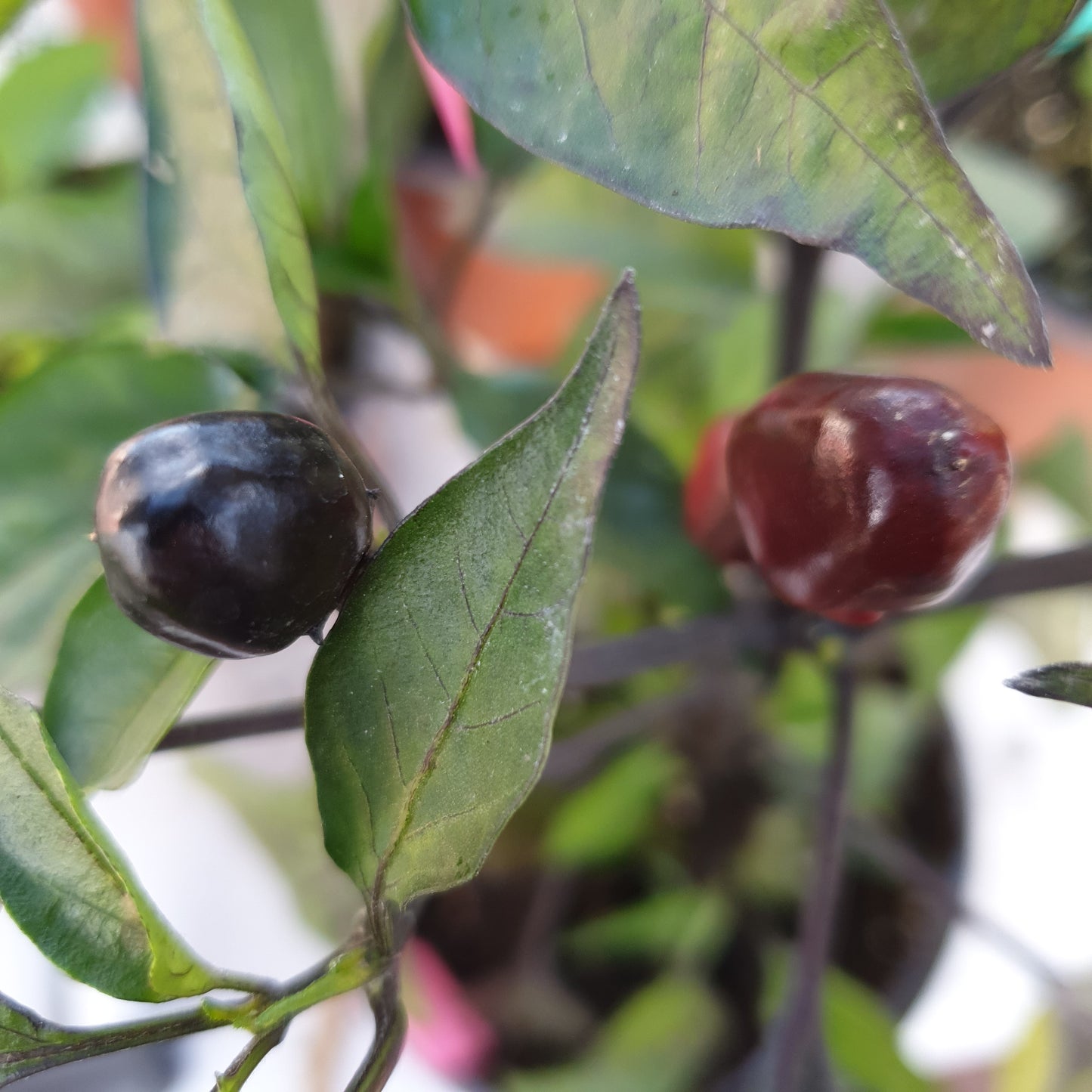 Black Olive - 10 chili seeds