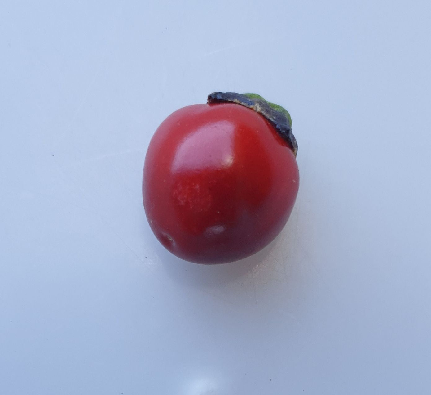 Perla Negra - 10 semillas de chile